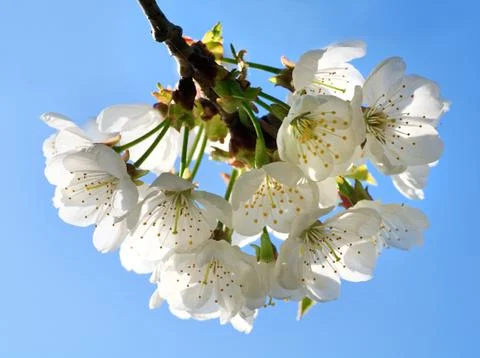 Blossoming twig of cherry-tree Stock Photos