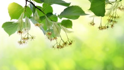Blossoming twig of linden with leaves. Stock Photos