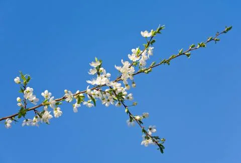 Blossoming twig Stock Photos