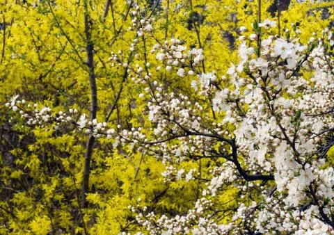 Blossoming twig Stock Photos