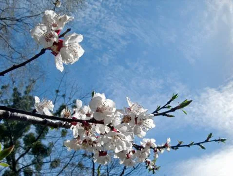 Blossoming twig Stock Photos