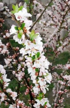 Blossoming twig Stock Photos