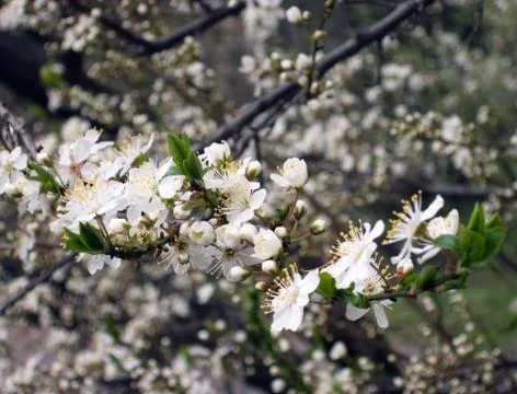 Blossoming twig Stock Photos