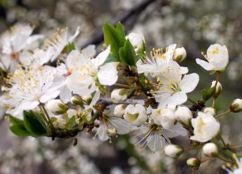 Blossoming twig Stock Photos