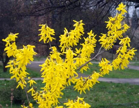 Blossoming twig Foto stock