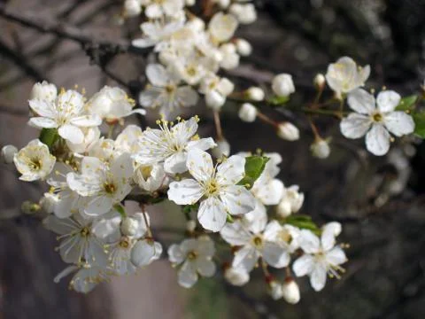 Blossoming twig Stock Photos