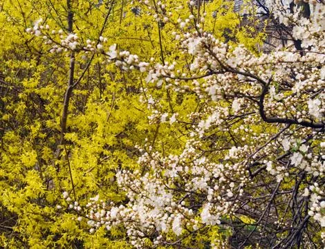 Blossoming twig Stock Photos