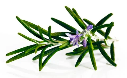 Blossoming twig of rosemary Stock Photos