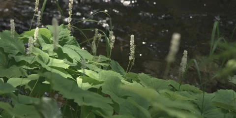 Blossoming vanilla leaf plant at the edge of a brook, close-up Stock Footage 59528784