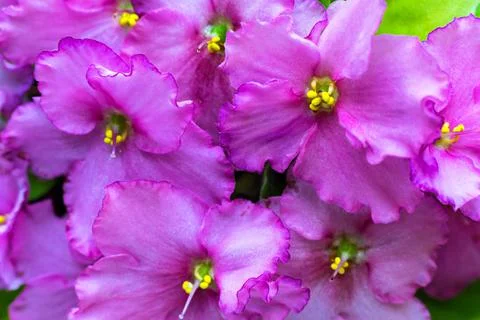 The blossoming violet closeup Stock Photos
