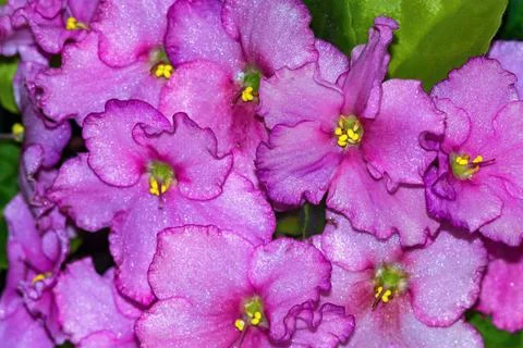 The blossoming violet closeup Stock Photos