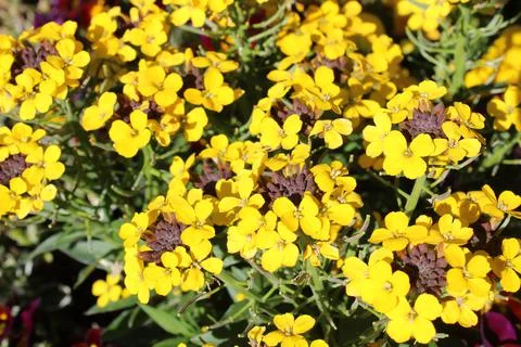 Blossoming wallflower Stock Photos