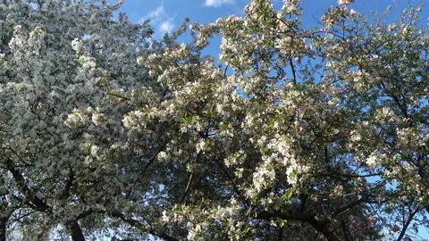 Blossoming white apple trees Видео 92078186