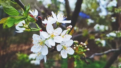 Blossoming white cherry blossoms Stock Footage 307872529