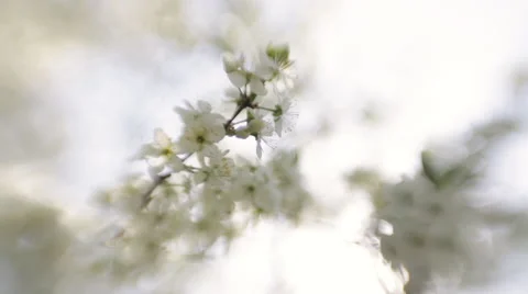 Blossoming white cherry tree on blur background. Vidéo 50099612