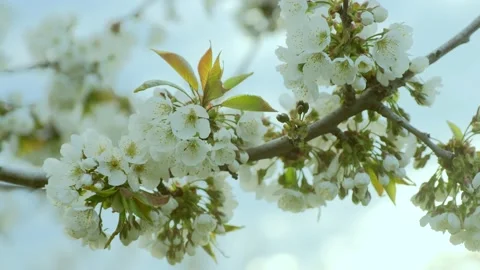 Blossoming white cherry tree branch in countryside orchard Stock Footage 154580886