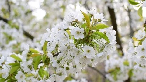 Blossoming white cherry tree flowers swaying in breeze Stock Footage 76963615