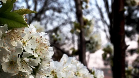 Blossoming White Cherry Tree Stock Footage 99116787