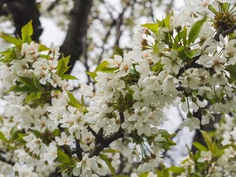 Blossoming white cherry tree Stock Photos