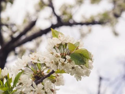 Blossoming white cherry tree Stock Photos