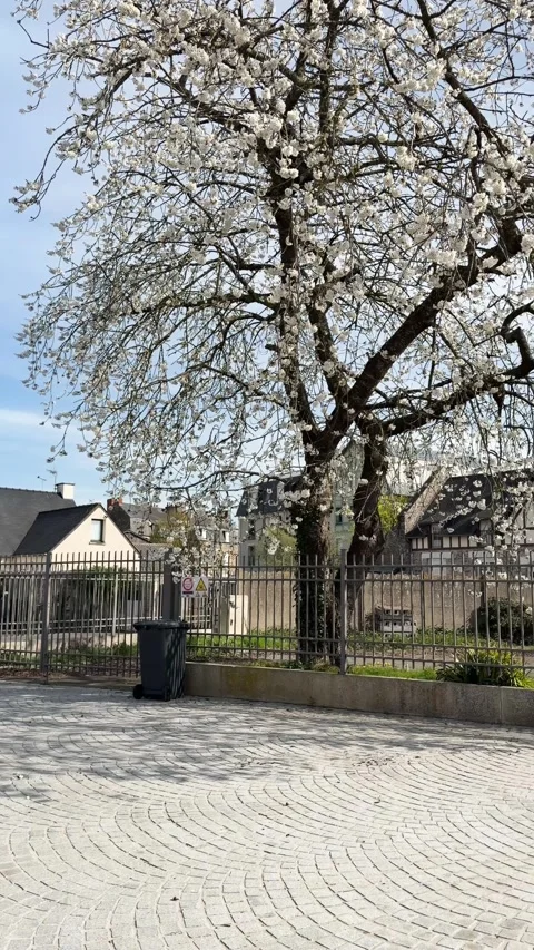 Blossoming white cherry tree on a residential street in Pontorson, France Stock Footage 340863184