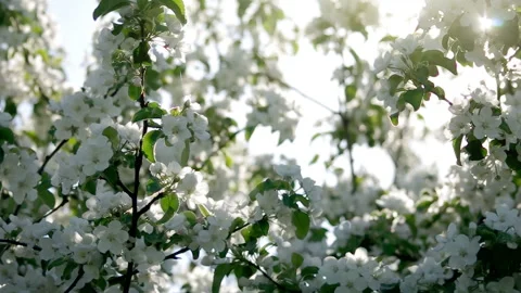 Blossoming White Flowers Stock Footage 101682297
