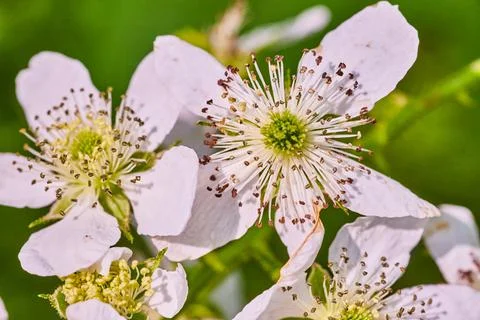 Blossoming white flowers in spring up close Foto stock