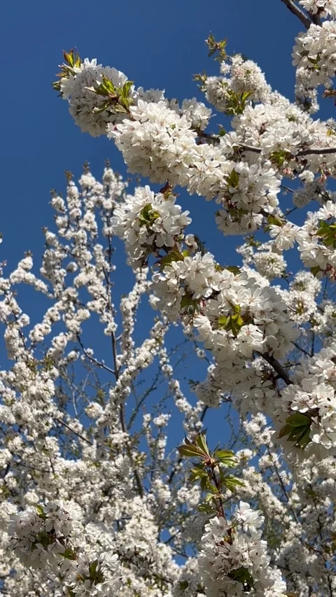 Blossoming white flowers on a tree in nature Stock Footage 334443368