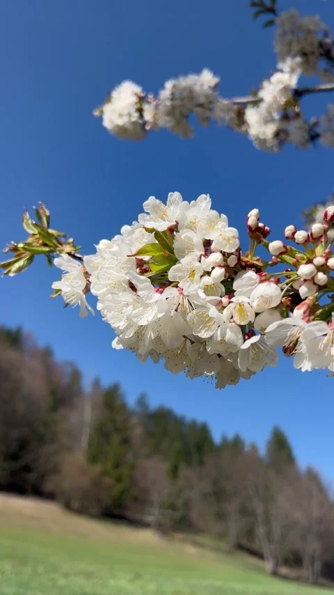 Blossoming white  flowers on a tree in nature Stock Footage 334443467