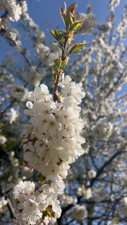 Blossoming white flowers on a tree in nature Stock Footage 334443468
