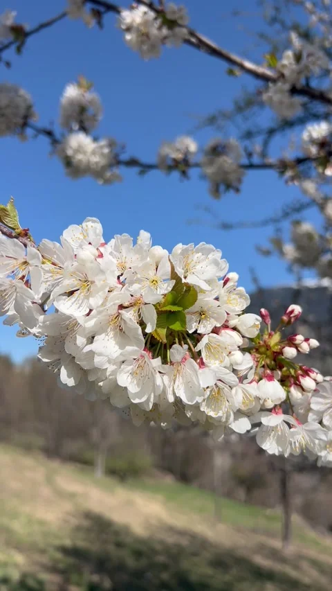 Blossoming white flowers on a tree in nature Stock Footage 334443550