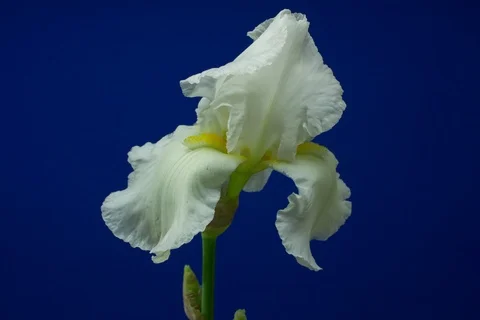 Blossoming white garden iris. Timelapse colour key. Video stock 108412621
