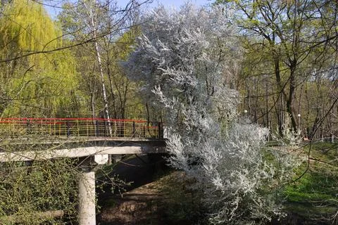 Blossoming White Tree by a Bridge in a Spring Forest Stock Photos