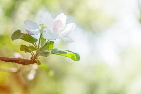 Blossoming White Tree. Spring concept. Copy of Space Stock Photos