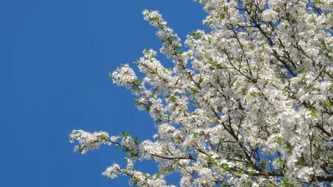 Blossoming white trees. Stock Footage 127963699