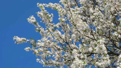 Blossoming white trees. Stock Footage 127964820