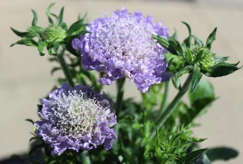 Blossoming widow flower Stock Photos