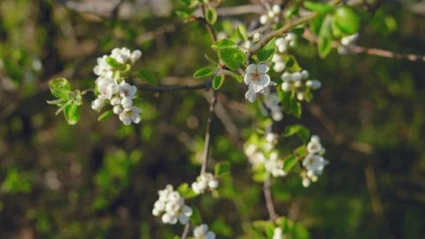 Blossoming Wild Apple tree in The Spring Forest Stock Footage 128717531