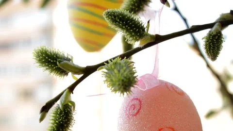 Blossoming willow branch with easter eggs and close-up Stock Footage 234515324