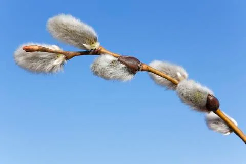 Blossoming willow branch Stock Photos