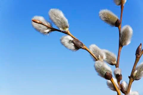Blossoming willow branches Stock Photos