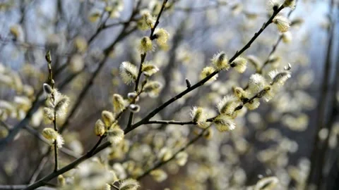 Blossoming willow in the early spring on a background of blue sky Stock-Footage 332541950