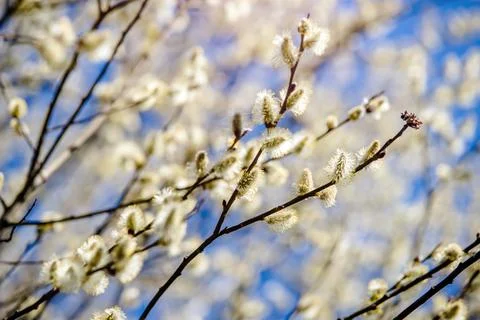 Blossoming willow in the early spring on a background of blue sky 写真素材