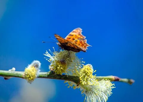Blossoming willow in the early spring on a background of blue sky 写真素材