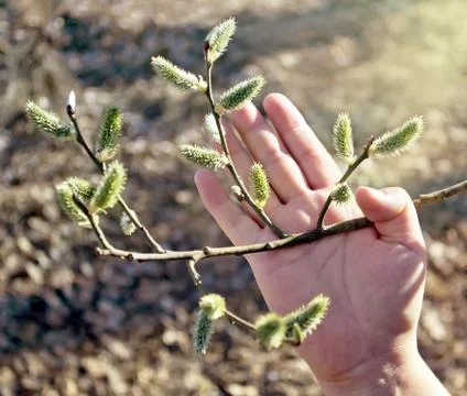 Blossoming willow in hand Stock Photos