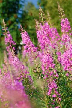 Blossoming willow-herb Stock Photos