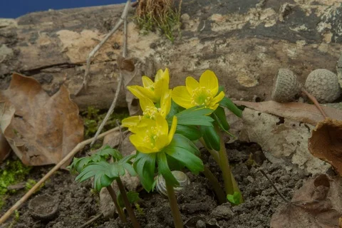 Blossoming winter aconite. Timelapse colour key. Video stock 108069877