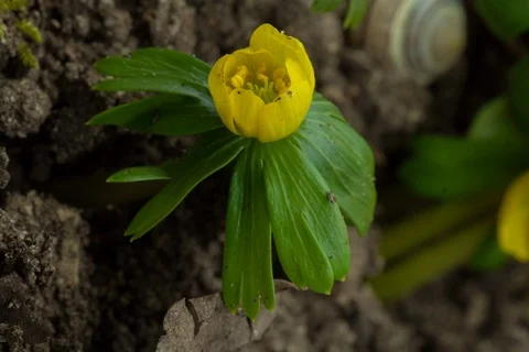 Blossoming winter aconite. Timelapse. Stock Footage 108040959