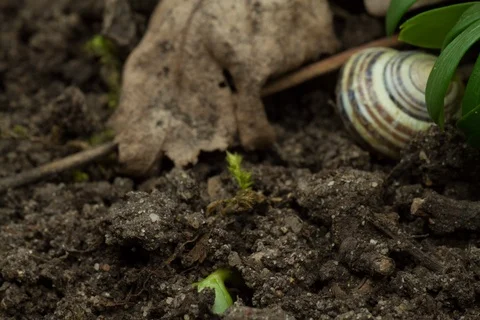 Blossoming winter aconite. Timelapse. Stock Footage 108041310