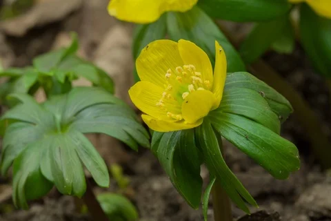 Blossoming winter aconite. Timelapse. Stock Footage 108060214